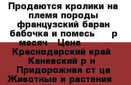 Продаются кролики на племя породы французский баран,бабочка и помесь. 250р/месяч › Цена ­ 250 - Краснодарский край, Каневский р-н, Придорожная ст-ца Животные и растения » Услуги   